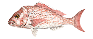 Illustration of a snapper